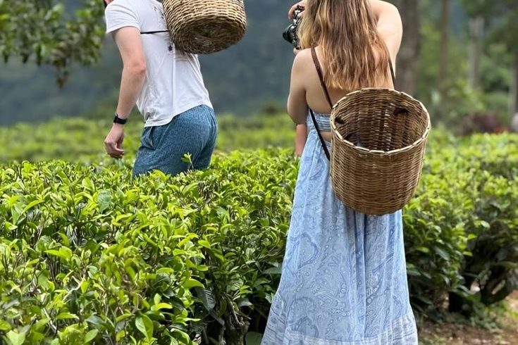 🍃 Discover Sri Lanka’s Misty Tea Highlands…